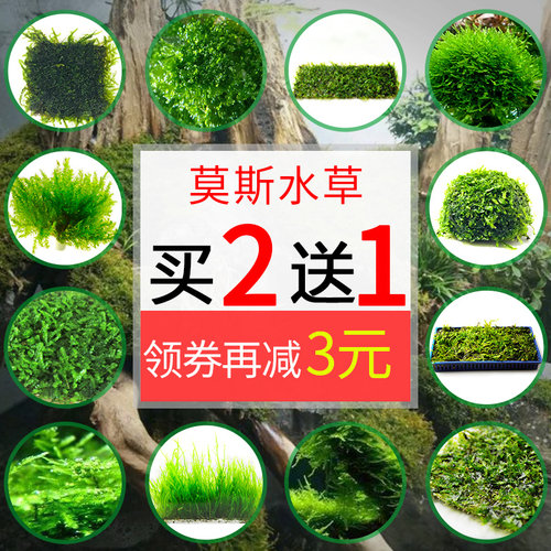 莫斯水草大三角松茸火焰莫丝网片水晶翡翠摩丝垂泪怪厥moss造景树