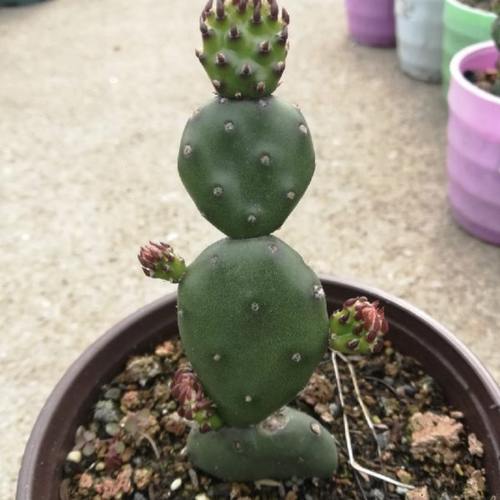 稀有圆舞迪团扇小型无刺可爱稻草人型耐寒零下5度深色迷你仙人掌