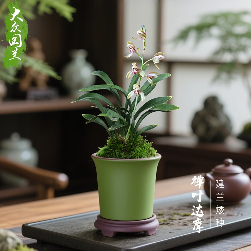 【禅叶达摩】兰花苗矮种金边建兰茶几浓香国兰名贵盆栽植物室内