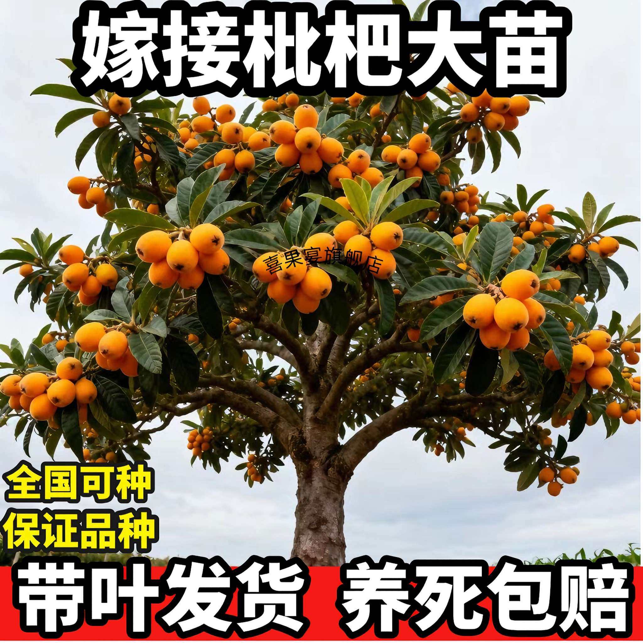 枇杷果苗无核砂糖枇杷苗无核枇杷树苗嫁接盆栽特大庭种植当年结果,鲜花速递/花卉仿真/绿植园艺,果树,淘宝优惠券,粉丝福利购,淘宝优惠卷
