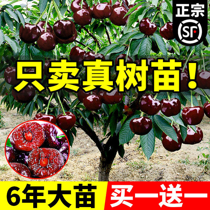 正宗车厘子树苗盆栽矮化黑