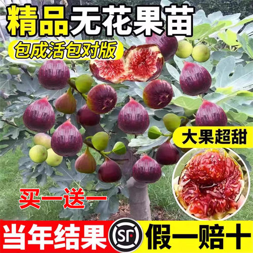 波姬红无花果树果苗盆栽地栽