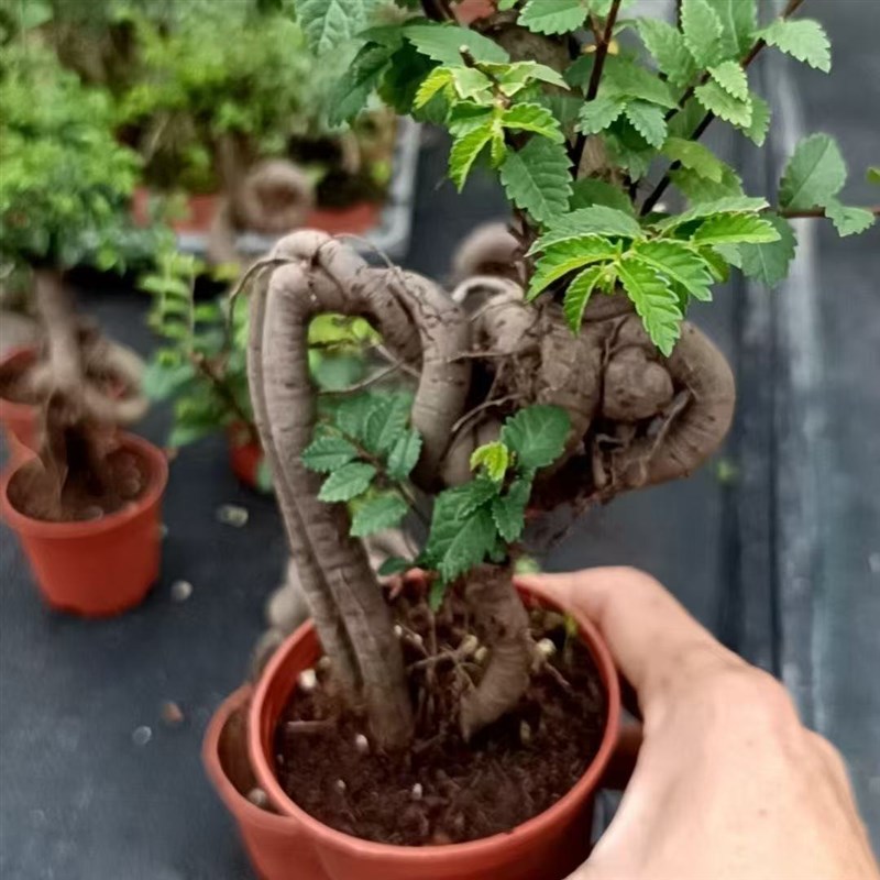 提根榆树盆景小叶榔榆新款桌面小型盆栽室内好养绿植禅意净化空气