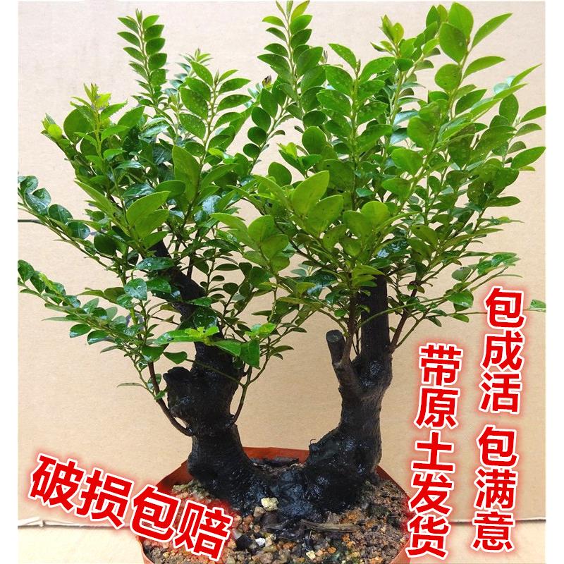 名贵小叶紫檀盆景树桩 办公桌绿植室内盆栽花卉四季青檀香木包邮