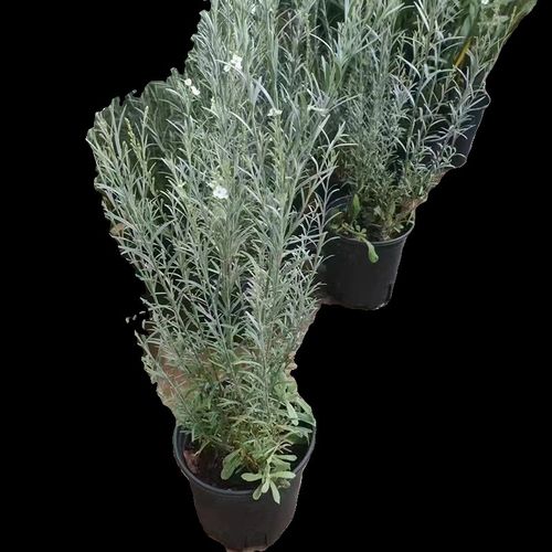 柳叶星河盆栽花卉多年生耐寒耐热银色系植物多季节开花庭院花镜