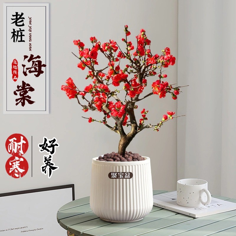 海棠花盆栽四季开花彩玉海棠树苗老桩盆景花卉植物室内花耐寒好养