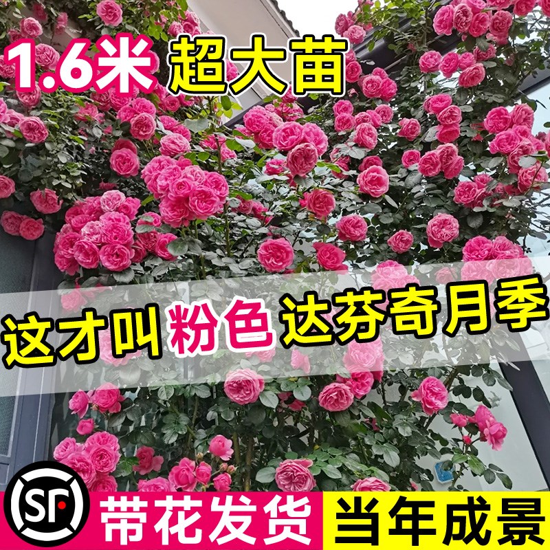 粉色达芬奇1米6大苗爬墙蔷薇花苗爬藤四季开花卉盆栽藤本植物玫瑰