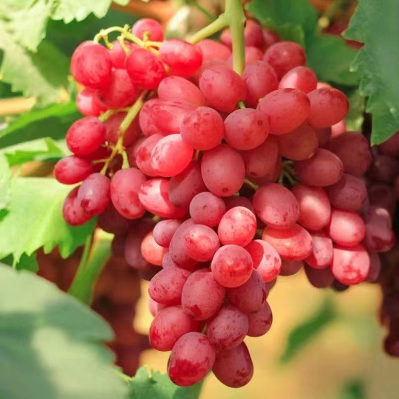 四川西昌克伦生无籽葡萄当季水果红提子孕妇水果整箱包邮