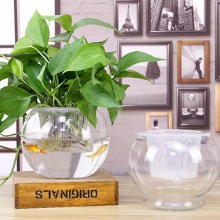 创意桌面水培瓶植物透明玻璃花瓶绿萝花盆鱼花共养缸水养摆件器皿