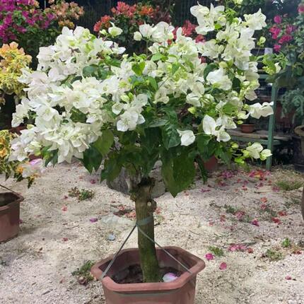 三角梅盆栽带花绿漳红樱爬藤植物室内阳台大苗老桩四季开花卉