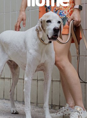 fluffle 双层小牛皮可拆卸米棕色项圈牵引 petisan