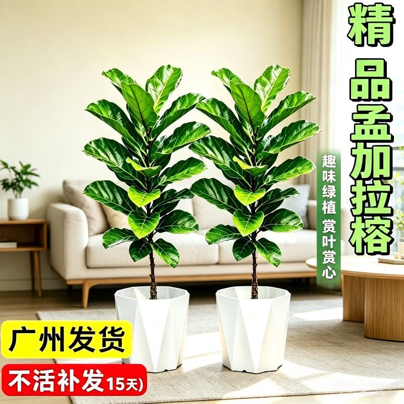 孟加拉榕树盆栽大型绿植办公室绿植家用盆景客厅前台阳台室内盆栽