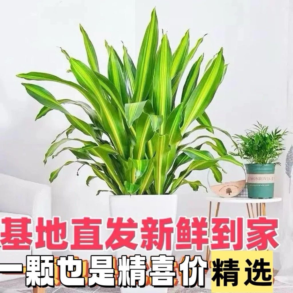 金心巴西植物铁树盆栽网红室内也门客厅北欧观叶净化空气绿植甲醛