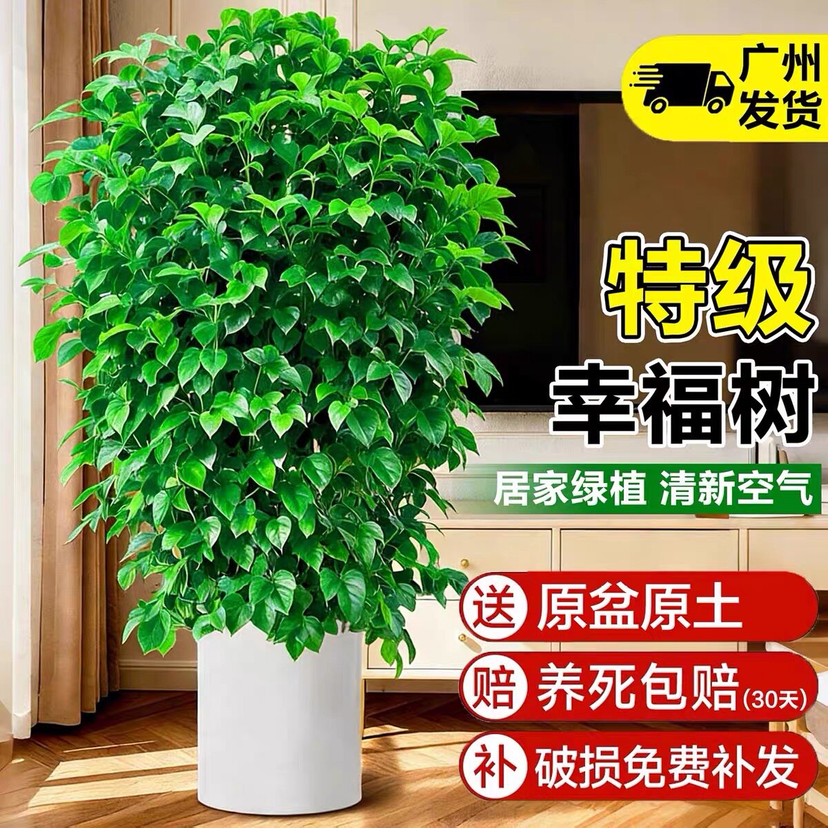 幸福树四季常青大型客厅办公室绿植室内平安植物净化空气盆栽正品