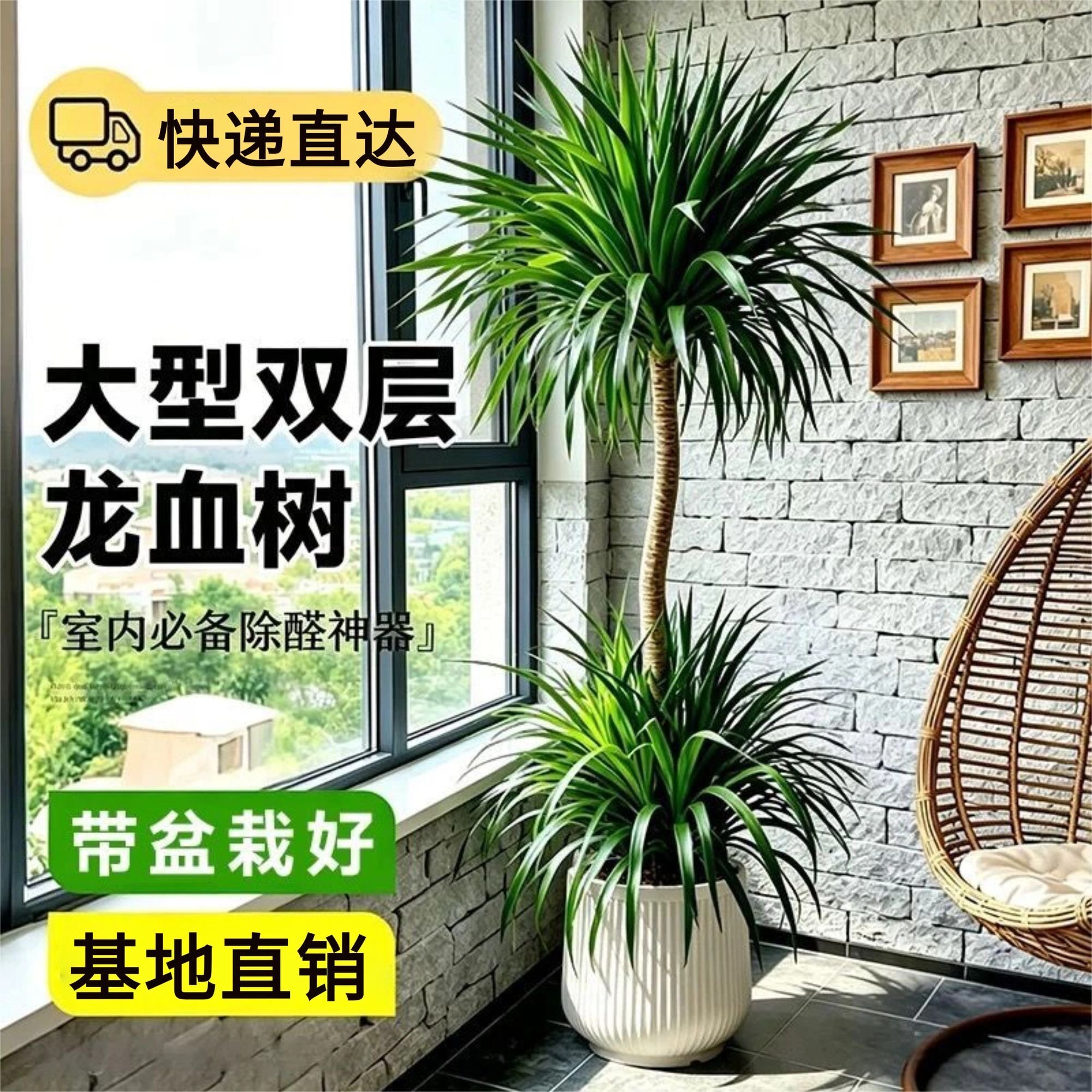 龙血树盆栽细叶双层多头精品龙须树老桩大型室内客厅绿植摆件四季