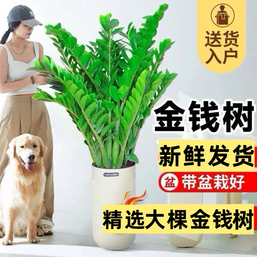 招财金钱树办公室盆栽高植物室内花卉客厅大绿植钱串子招财发财树