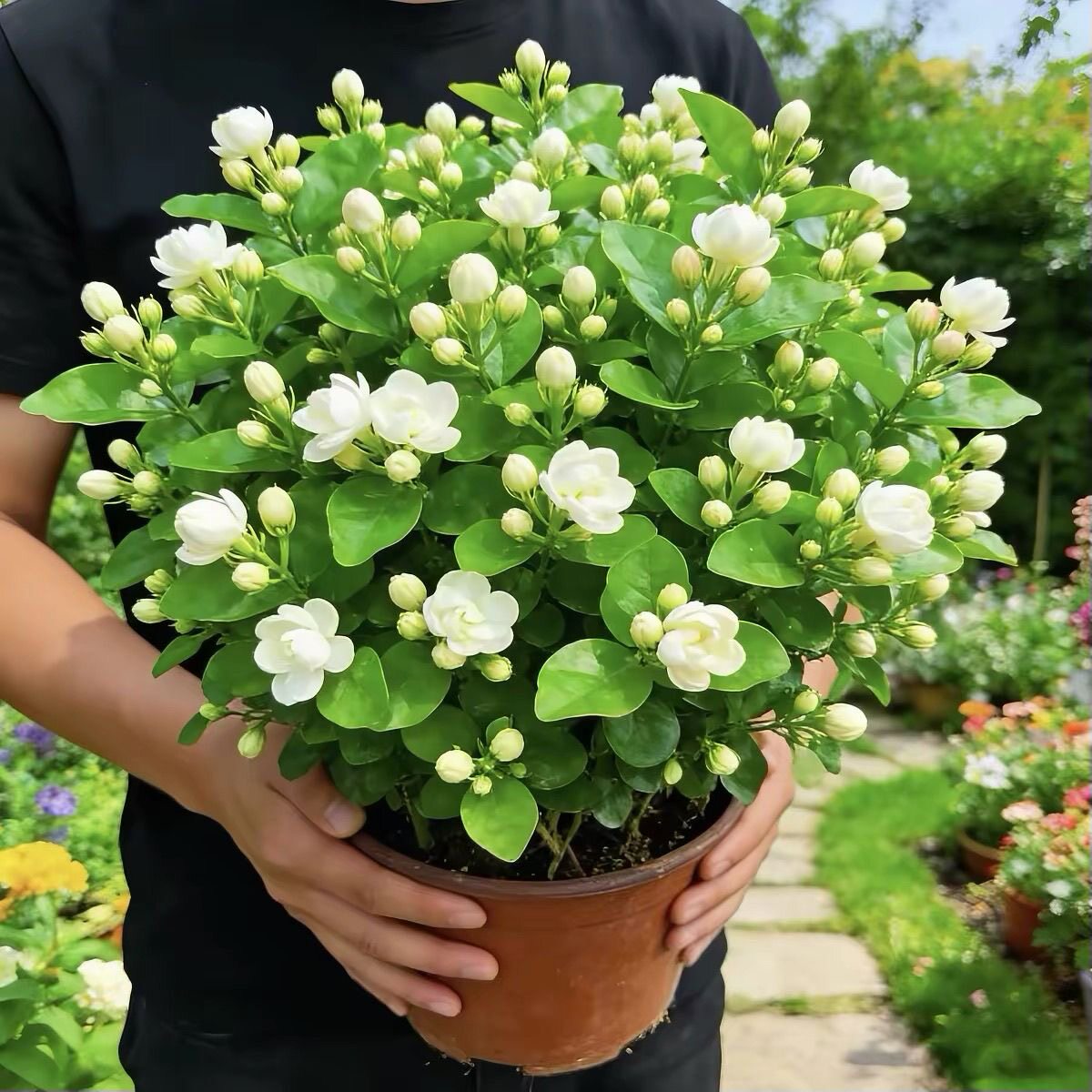 大盆茉莉花盆栽带花苞四季开花浓香型室内阳台花卉绿植好养活植物