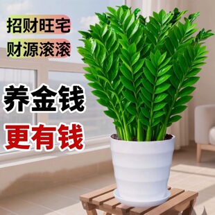 金钱树盆栽摇钱树花苗发财树花卉室内绿植客厅办公室桌面盆景好养