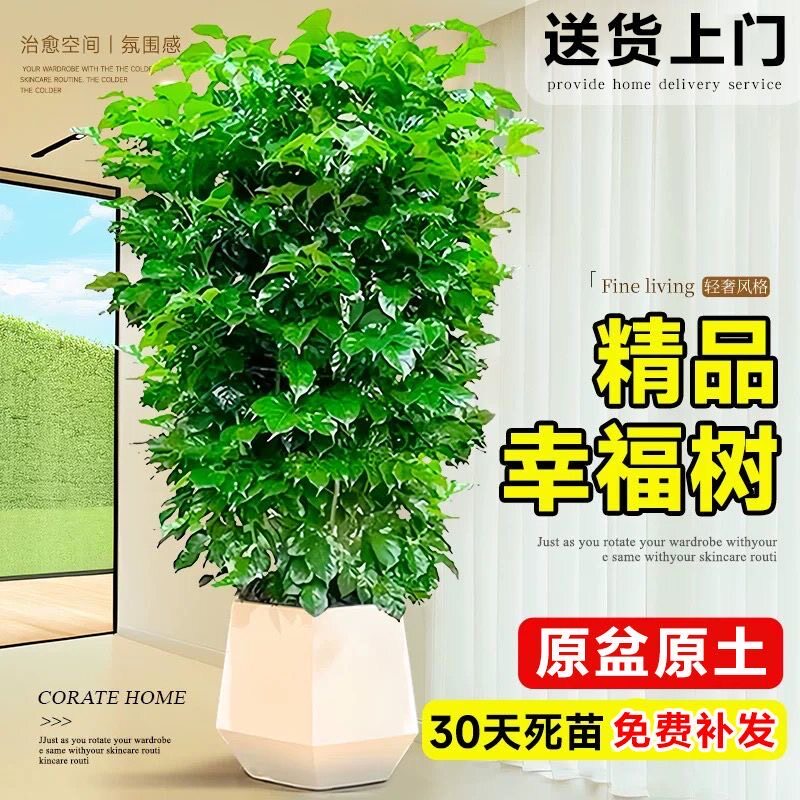 幸福树四季常青大型客厅办公室绿植室内平安植物净化空气盆栽正品