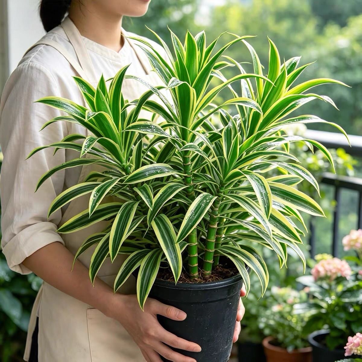 正宗金心百合竹绿植室内客厅落地轻奢送礼装饰品四季常青网红绿植
