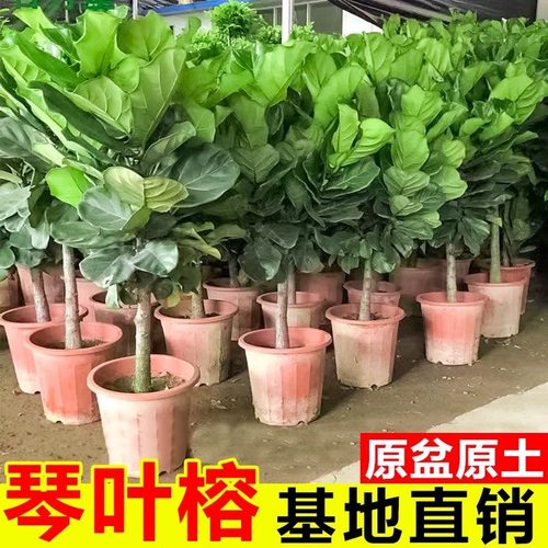大棵琴叶榕盆栽客厅室内大叶耐阴绿植幸福招财植物金钱树四季常青