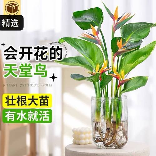 水培植物天堂鸟桌面盆栽鹤望兰水养绿植客厅净化空气四季常青花卉