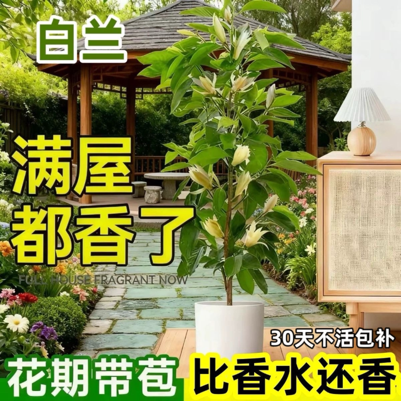 白兰花苗阳台庭院好养活带土球绿植花卉盆栽树苗四季清香黄桷兰