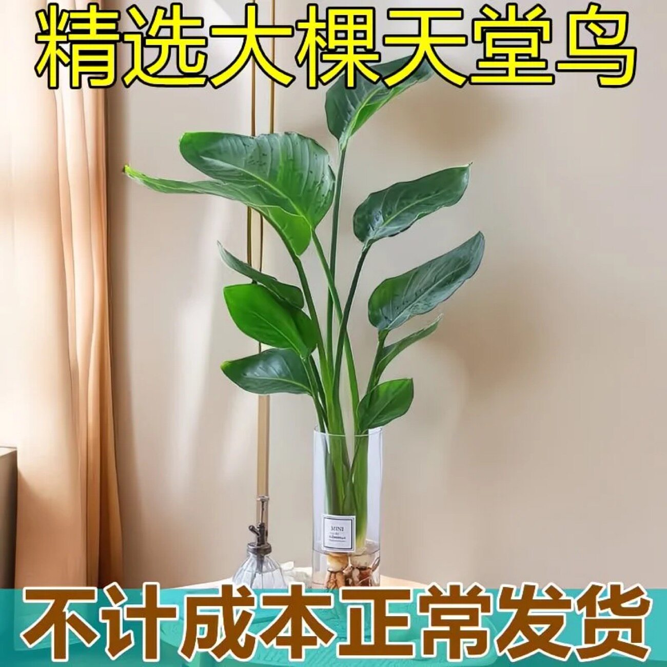 天堂鸟盆栽大型绿植客厅水养室内办公室植物好养花卉除甲醛鹤望兰
