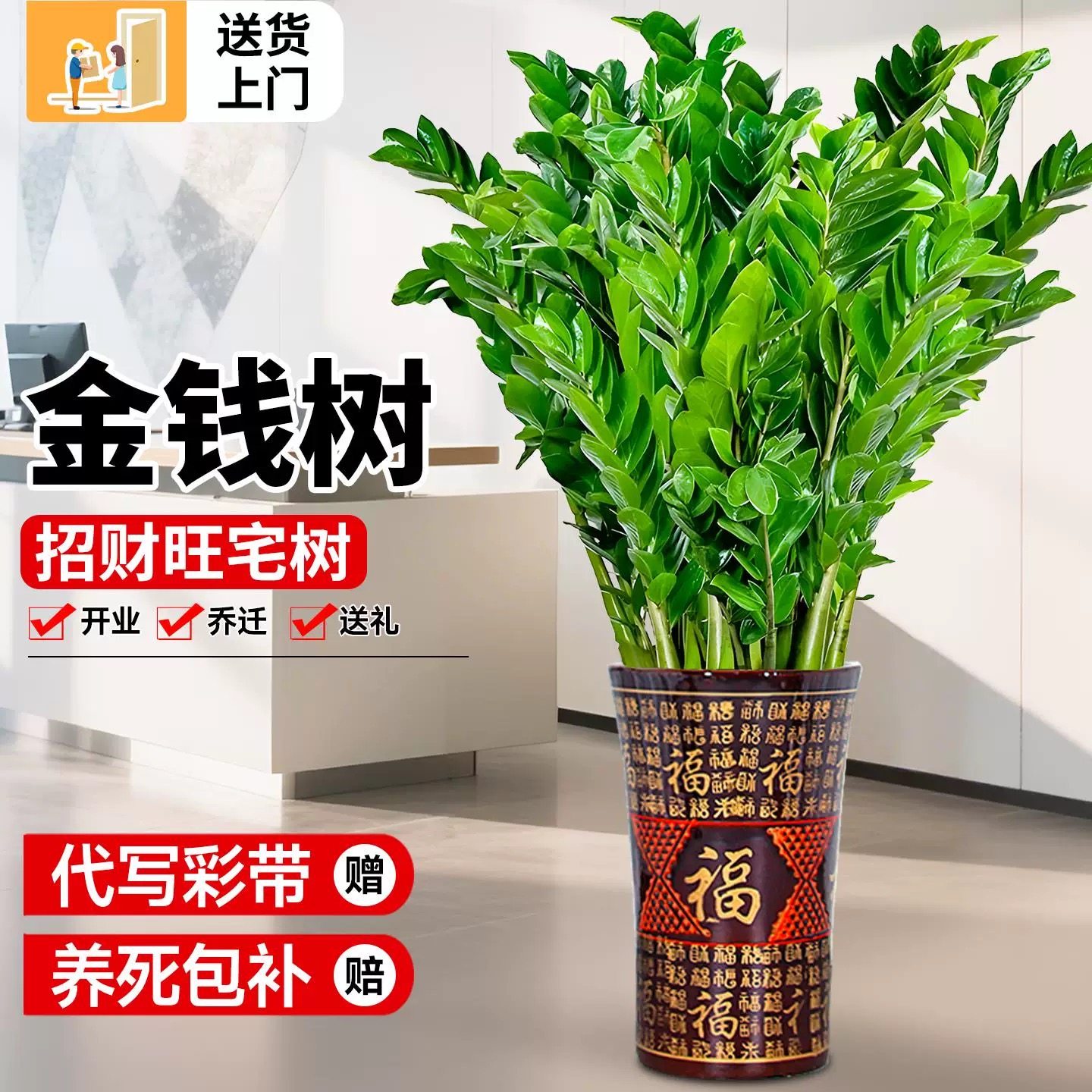 金钱树盆栽植物室内大绿植钱串子招财客厅四季常青发财树净化空气