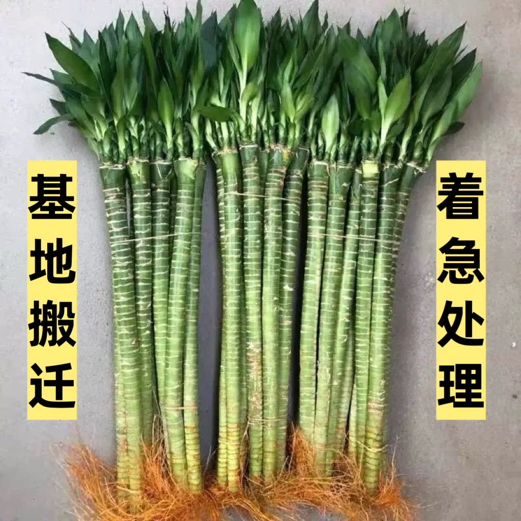 文昌竹龙竹富贵竹水培植物室内好养带根转运竹办公室工位桌面绿植