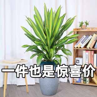香龙血树金心巴西植物铁树盆栽网红室内也门客厅观叶净化空气绿植