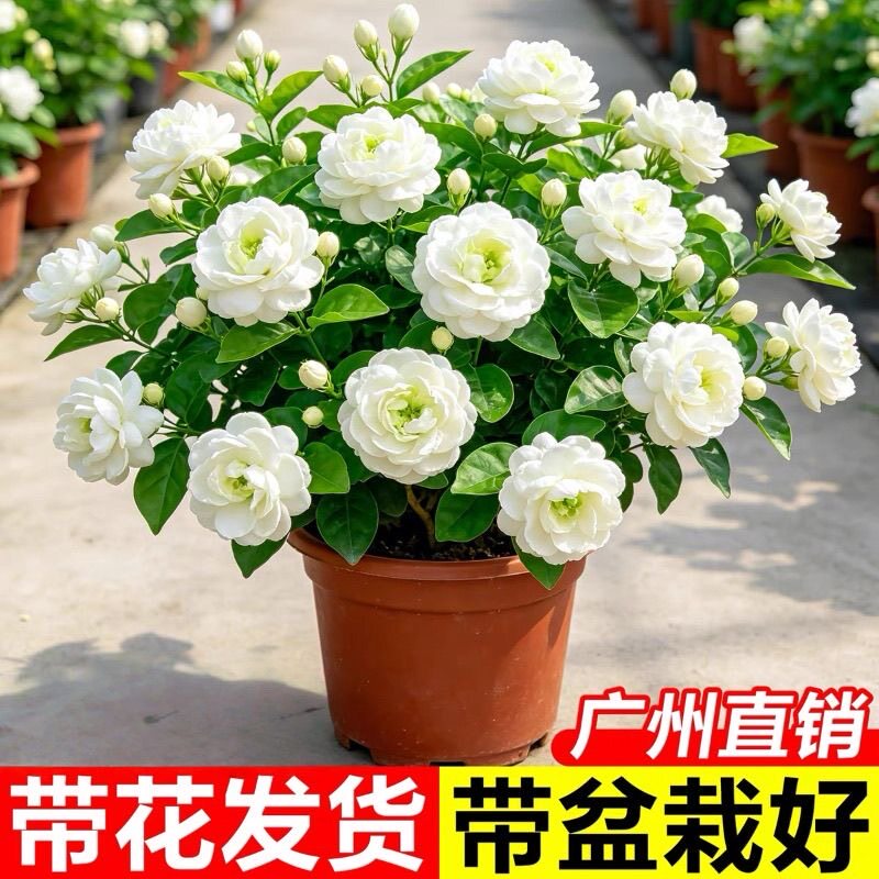 大盆茉莉花盆栽带花苞四季开花浓香型室内阳台花卉绿植好养活植物