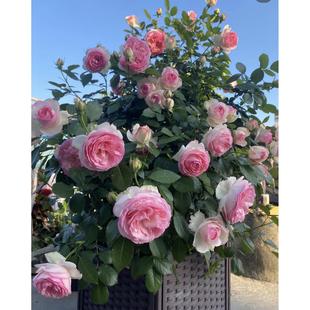 一加仑扦插粉龙