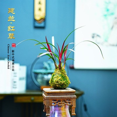 红草兰花苗 小红草红荷 建兰四季兰夏带花苞室内名贵好养花卉盆栽