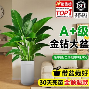金钻盆栽客厅大型植物绿萝绿公主室内办公室净化空气四季 好养绿植