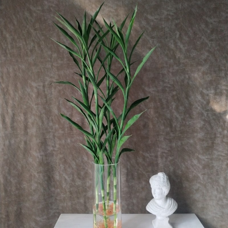 小叶富贵竹招财竹水培室内水养绿植办公桌客厅带根好养净化空气