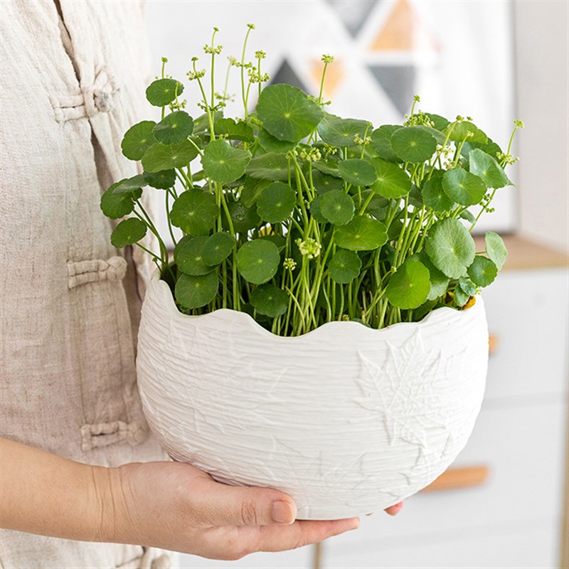 新陶瓷创意白色大直径欧式水培陶罐带托盘个性化大W中小花盆