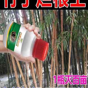 灭竹子烂根 药竹根专用剂竹根连B根烂强力除竹药王灭竹杂竹净根