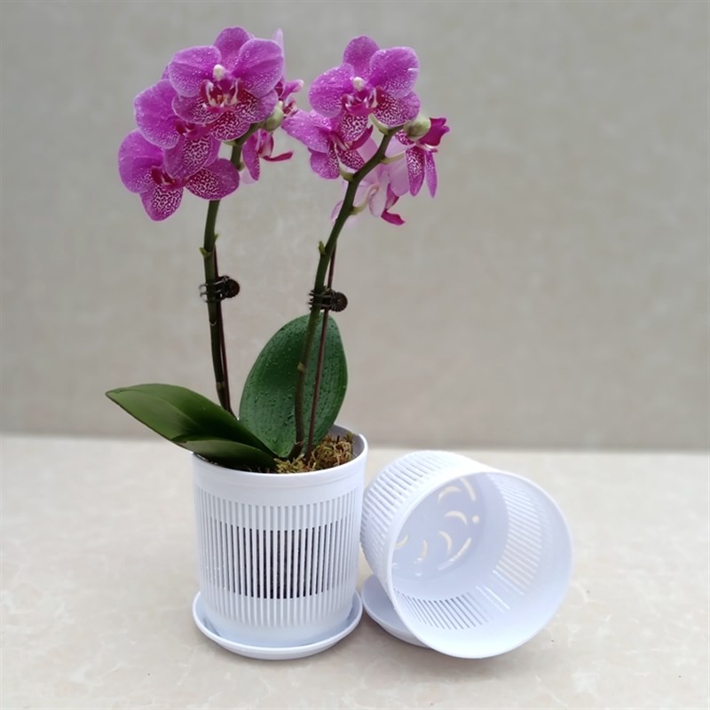 蝴蝶兰花盆控根网格透气一体盆种植兰花杯石斛盆栽植物育苗花钵