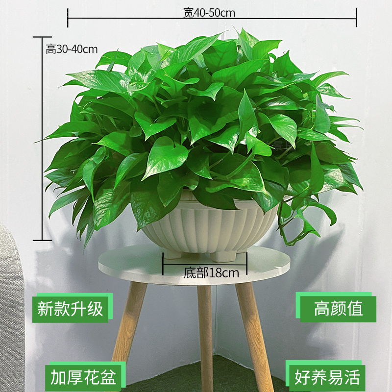 大盆绿萝长藤垂吊盆栽大叶水培绿箩植物室内吸甲酫净化空气绿植花