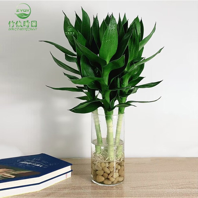 文昌竹带根观音竹荷花竹富贵竹水培植物净化空气办公室内水养绿植