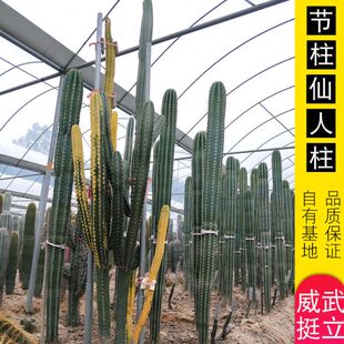仙人掌类植物 节柱仙人柱大型超大土人之栉柱 神龙木仙人柱