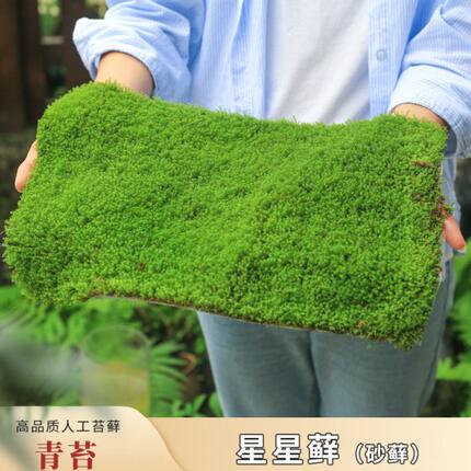 鲜活青苔星星苔藓砂藓情绪稳定绿植苔藓微景观庭院造景苔藓草皮