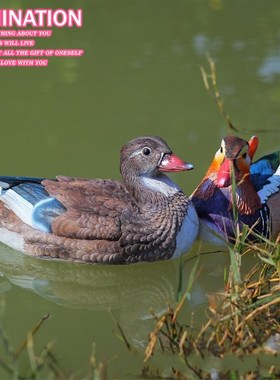 户外水池塘花园假山装饰婚庆道具仿真动物鸳鸯树脂摆件工艺品结婚