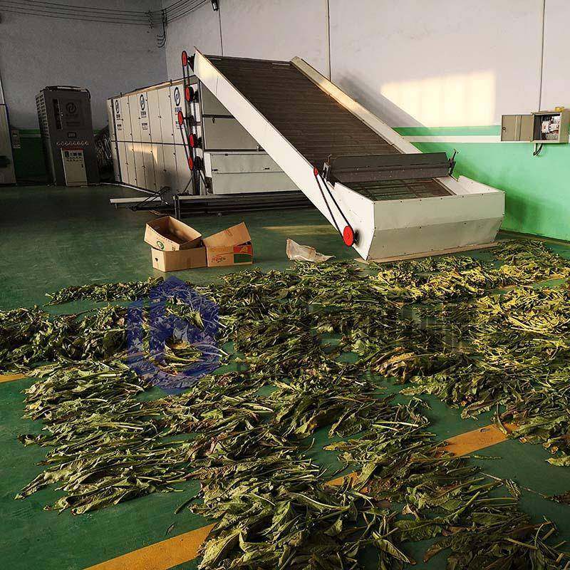 枇杷叶烘干机网带式枇杷叶干燥机连续式中药材烘干设备厂家