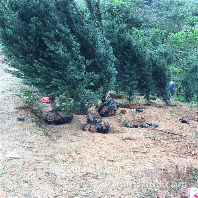 室内绿植红豆杉 净化空气 曼地亚红豆杉 四季常青地苗冠40cm