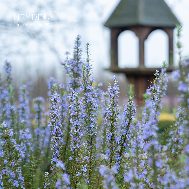 海蒂的花园迷迭香好养香草植物食用西餐调料庭院阳台趣味盆栽苗