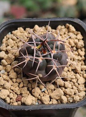 守金摩天龙实生仙人球稀有强刺狂刺紫色开花美观好养仙人掌小盆栽