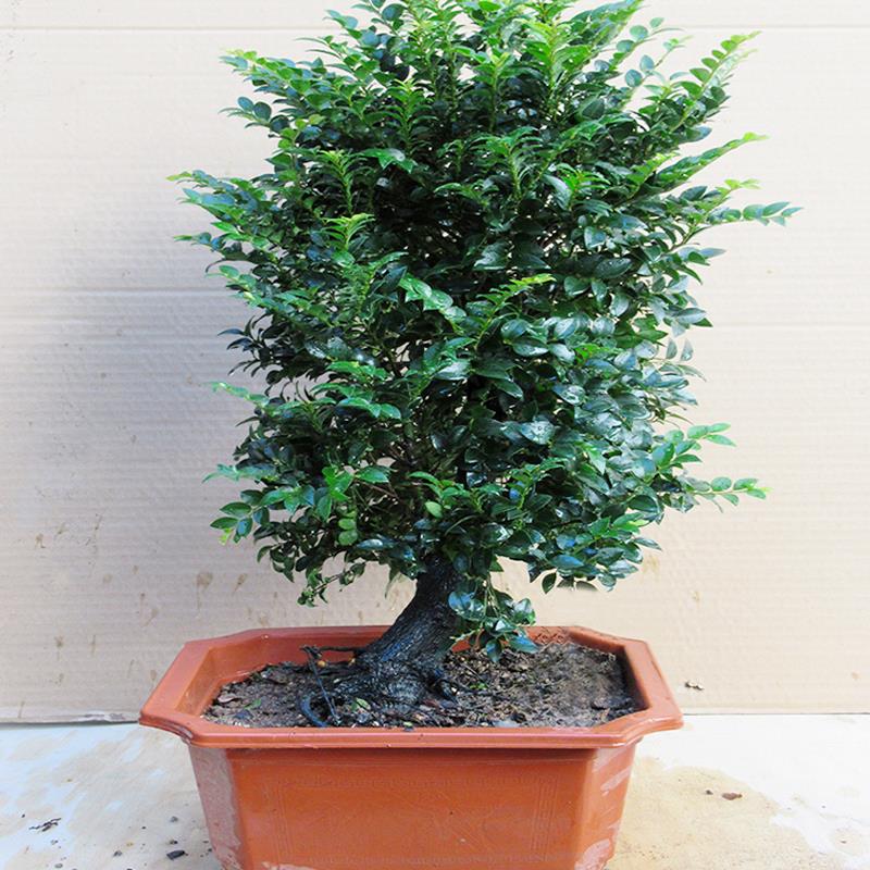 老桩小叶紫檀盆景树桩造型独桩室内客厅盆栽植物花卉黑檀四季常青