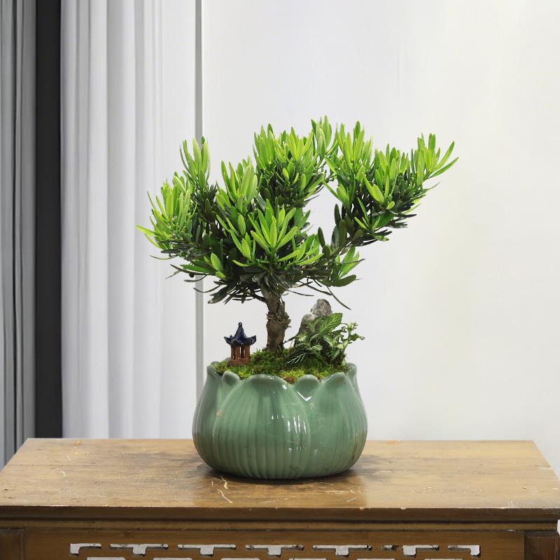 小型矮化菊花罗汉松盆景植物室内绿植客厅办公室前台桌面盆栽好养